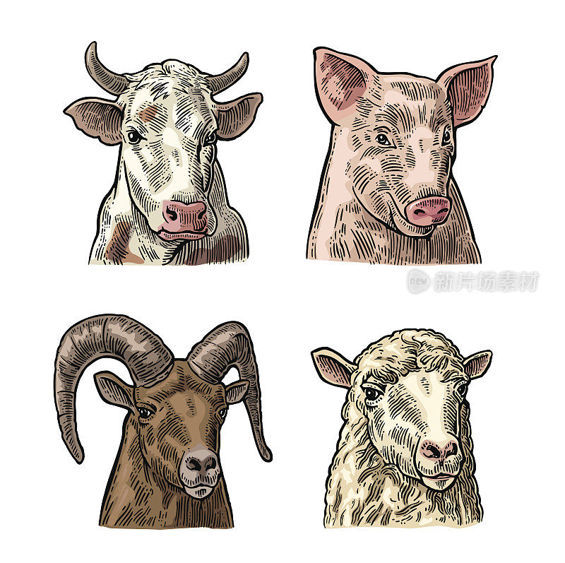 农场动物图标集。猪、牛、羊和山羊的头