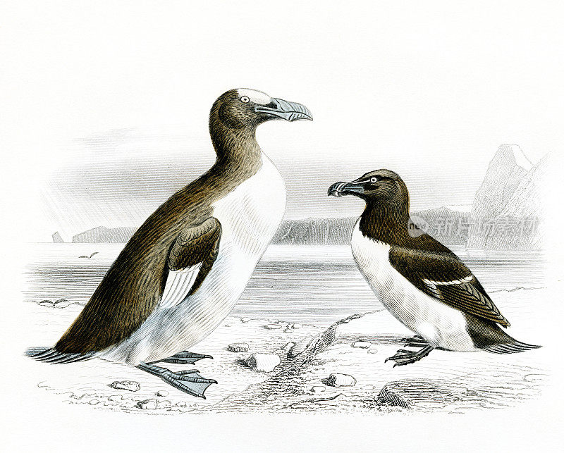 大企鹅和小海雀，科学插图，1850年