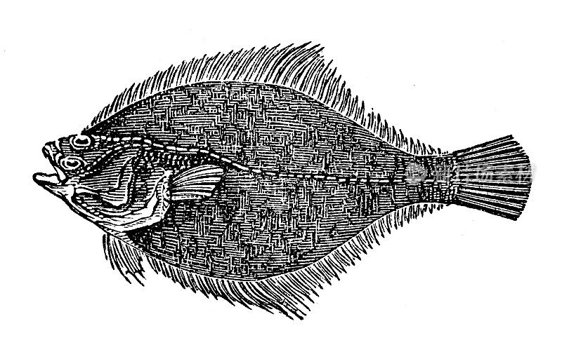 古代海洋动物雕刻插图:比目鱼