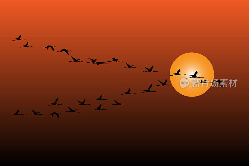 飞翔的鸟。日落的天空背景。矢量图像。