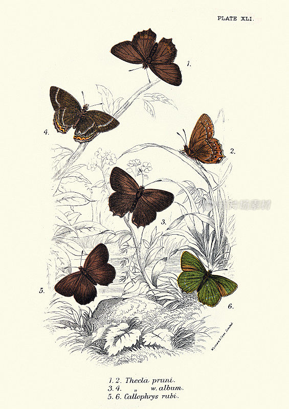 蝴蝶，特拉普尼，特拉w.专辑，蝴蝶，艺术印刷