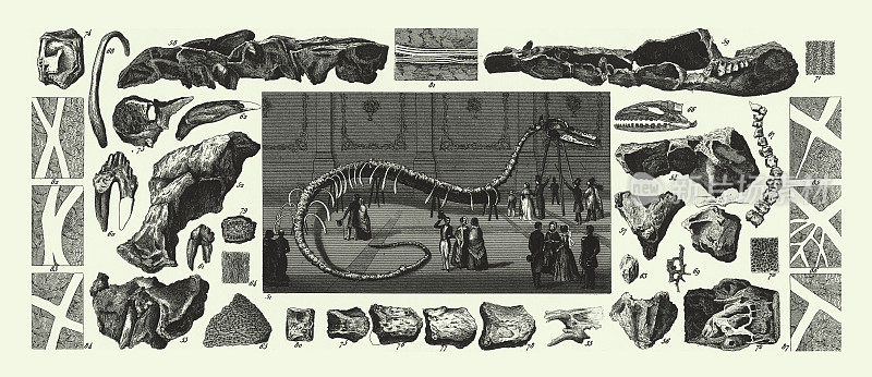 历史的年份，侏罗化石，哈拉尼水蛇骨架，化石，骨架和矿砂雕刻古董插图，1851年出版