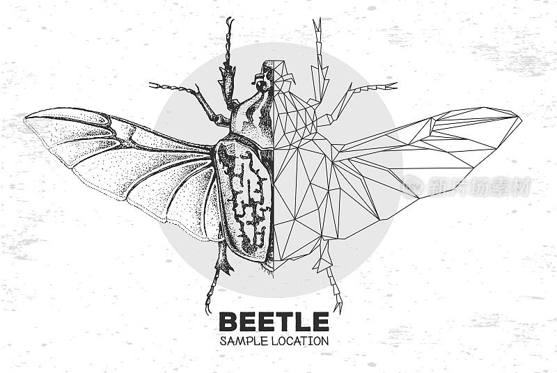 逼真的手绘和多边形的歌利亚甲虫。艺术的Bug。昆虫的矢量图