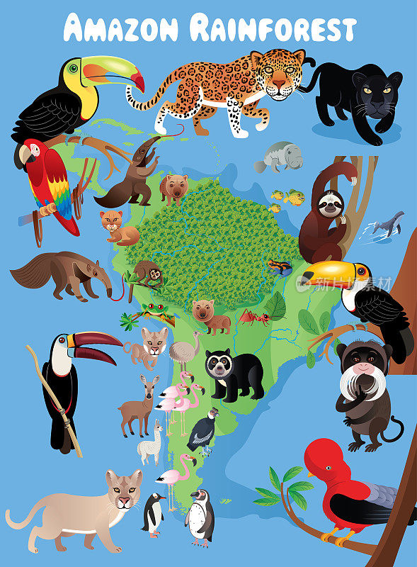 亚马逊雨林和动物