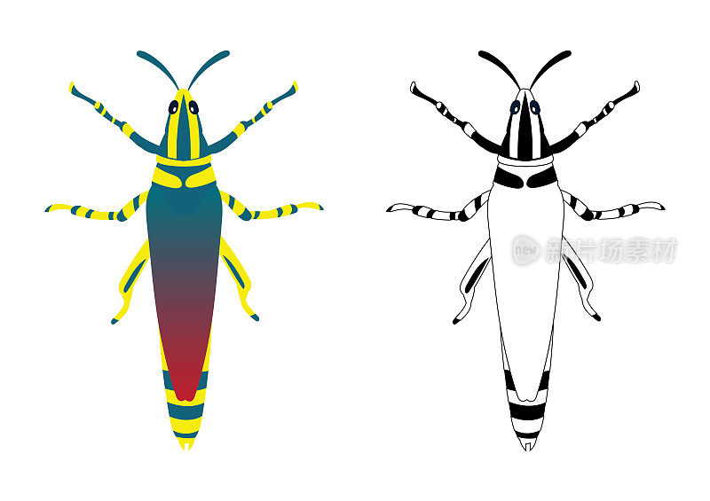 蚱蜢或蝗虫矢量插图填充和轮廓孤立的白色背景。昆虫，虫子，虫子，害虫和苍蝇。昆虫学或害虫控制业务图形元素。