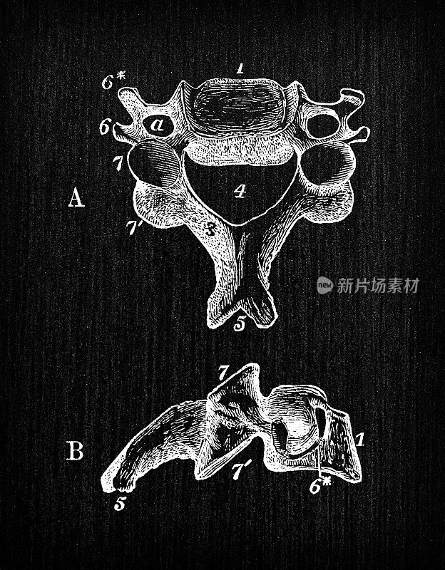 人体解剖学古董插图:脊椎