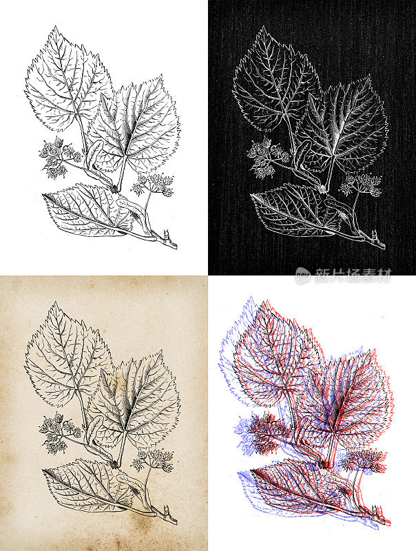 古董植物学插图:椴树、椴树