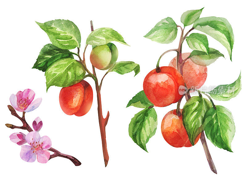 套桃果枝与叶，桃果切孤立在白色背景上。桃子水彩插图。