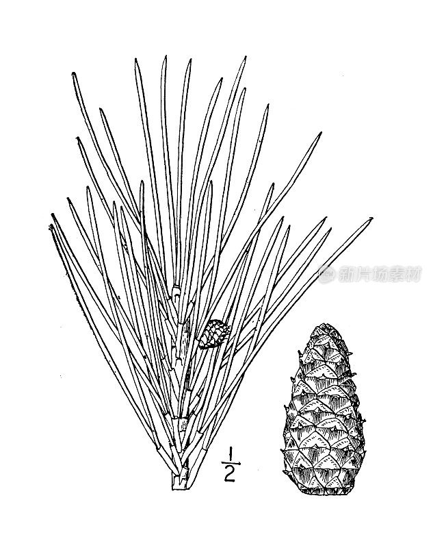 古植物学植物插图:松针、黄松、云杉松