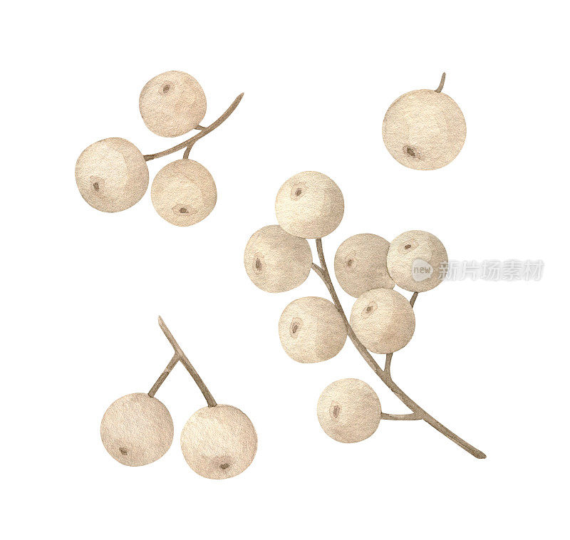 波西米亚浆果雪莓水彩插图。一组精致的浆果。一株孤立在白色背景上的枯萎的苍白植物的剪贴画。的手绘植物学