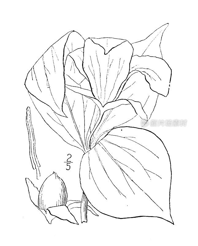 古植物学植物插图:桔梗、大花知更鸟