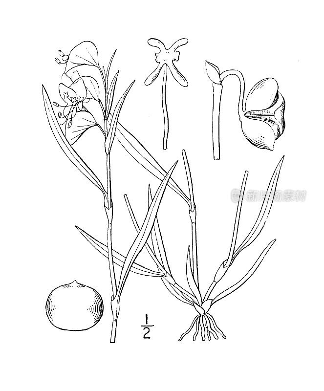 古植物学植物插图:直立花、细长dayflower