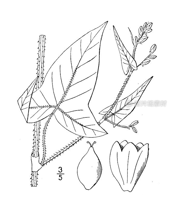 古植物学植物插图:蓼，戟叶