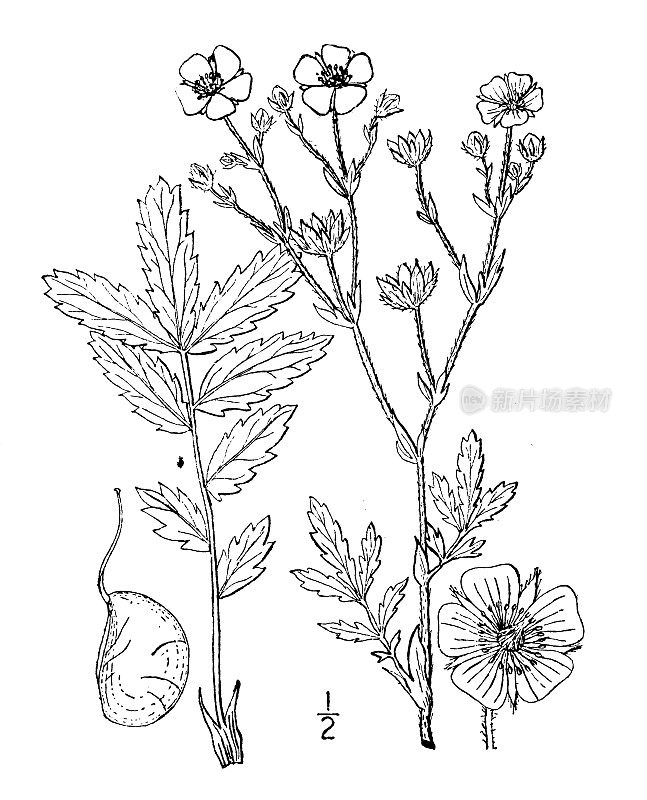 古植物学植物插图:金陵草，枝梅花