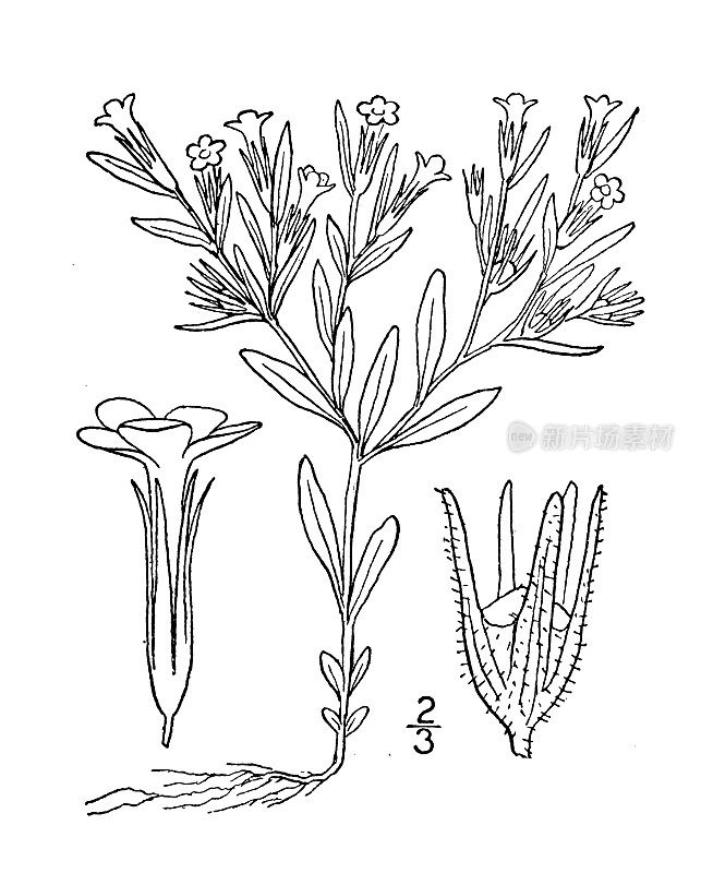 古植物学植物插图:全叶吉利亚