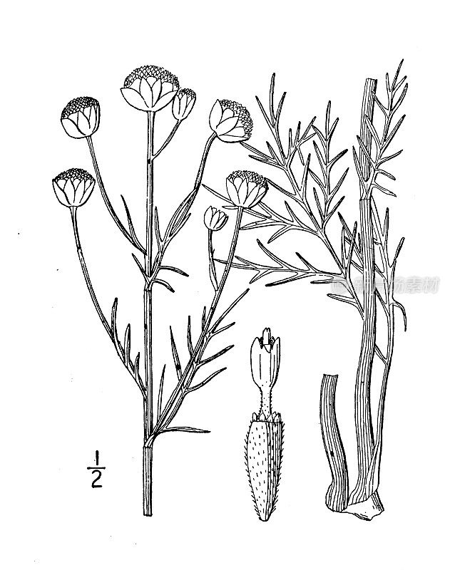 古植物学植物插图:膜翅目，低簇状膜翅目