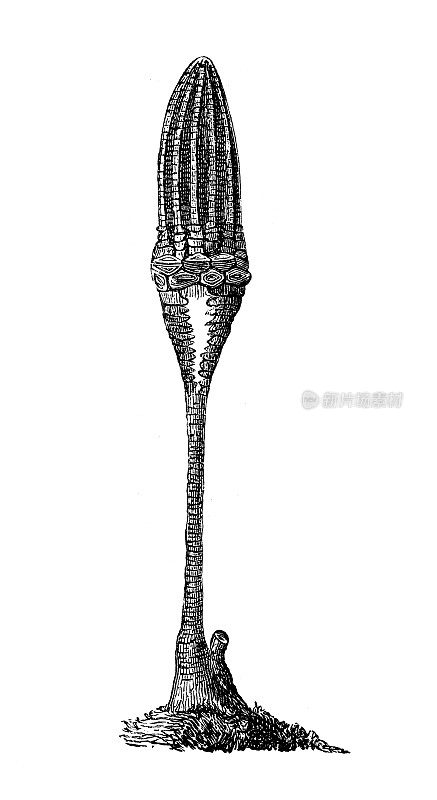 古董插图、地质和化石:蜂鸟化石圆形图