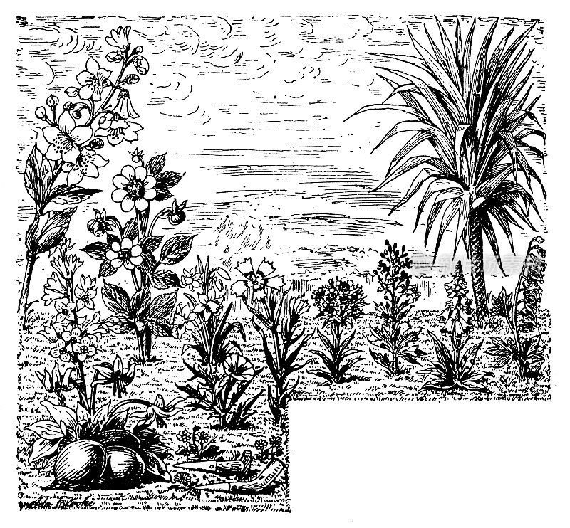 古董雕刻插图:植物背景