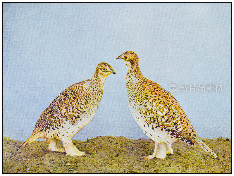 古董鸟类学彩色图像:草原尖尾松鸡