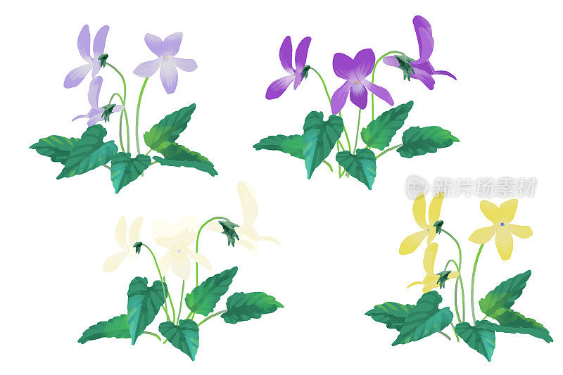 矢量插图的紫罗兰盛开在春天。长叶型。