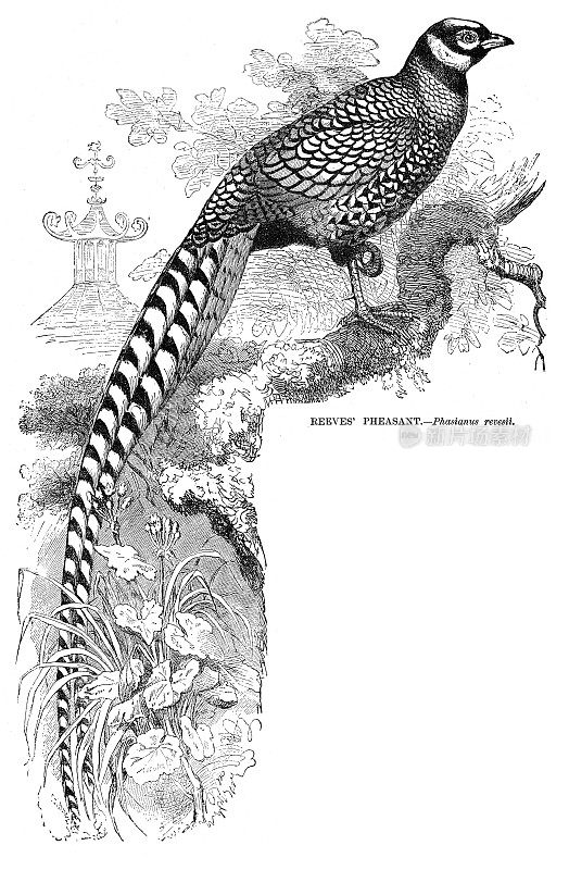 里夫的Phaesant鸟雕刻插图1892