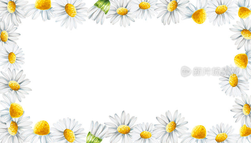水彩白色雏菊花框孤立。洋甘菊。美容产品与植物集、美容与医药。适用于设计师、spa装饰、明信片、包装纸、剪贴簿、封面、邀请函、海报和纺织品。