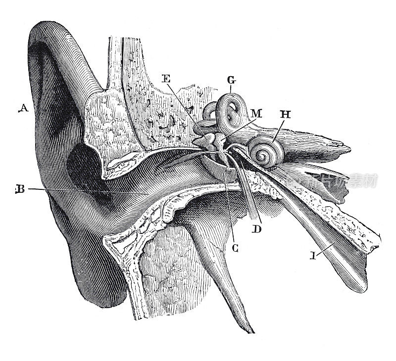 人耳横截面图1897