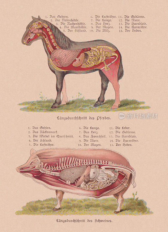 马和猪的内脏，彩色印刷版，1898年出版