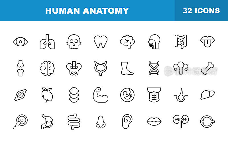 人体解剖线图标。可编辑的中风。包含这样的图标，头，手，肝，肺，心脏，消化系统，耳，眼，鼻，口，头骨，牙齿，肌肉，大脑。