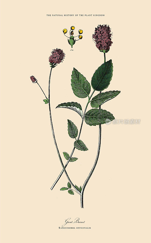 开花植物，植物王国，维多利亚植物插图，大约1853年