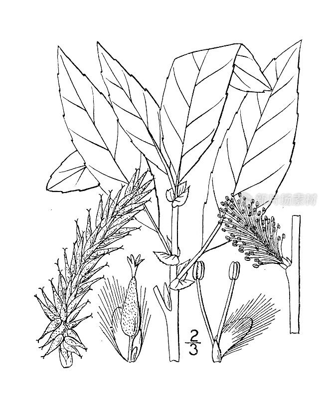 古董植物学植物插图:杨柳变色，白霜柳，杨柳