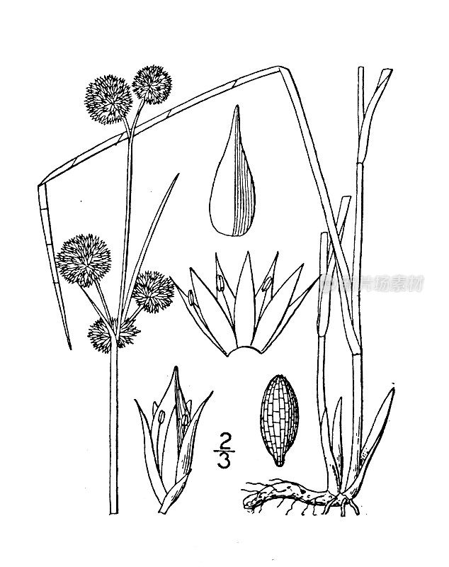 古植物学植物插图:菖蒲、菖蒲状灯心草