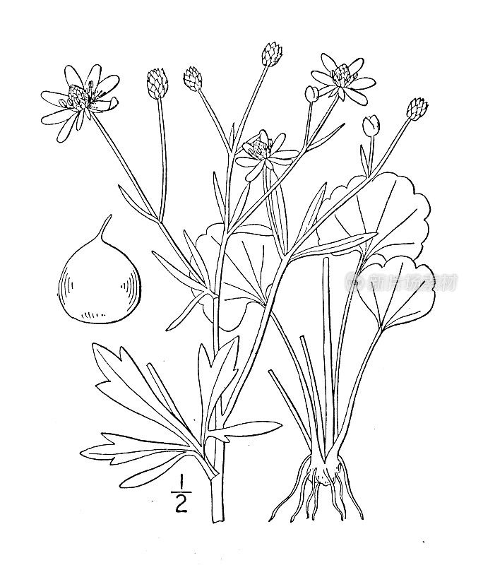 古董植物学植物插图:毛茛，哈维的毛茛