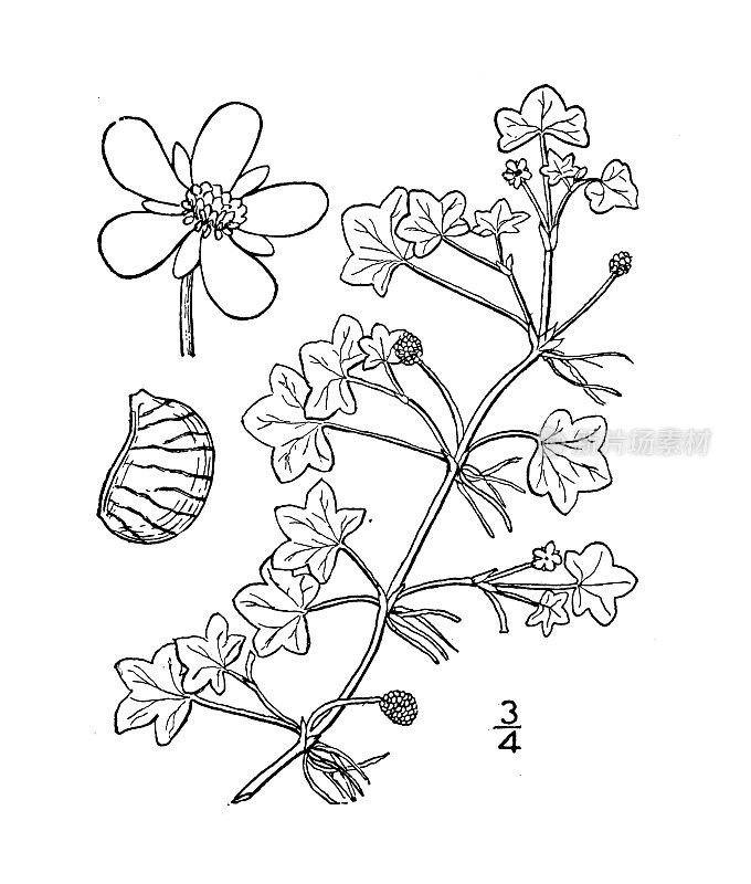 古植物学植物插图:白头翁，常青藤