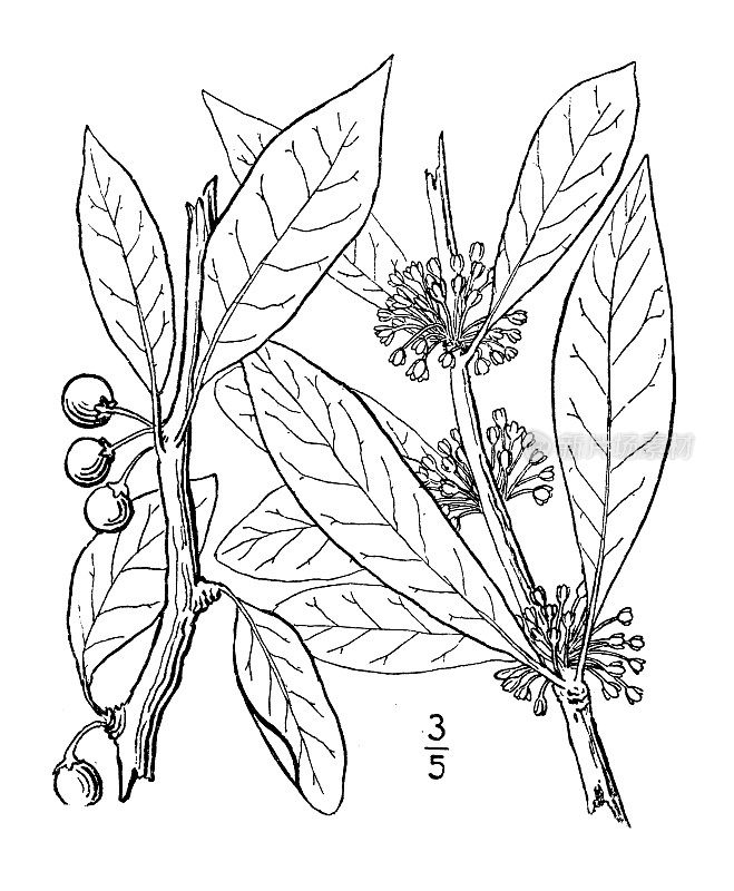 古植物学植物插图:布米利亚lycioides，南方沙棘