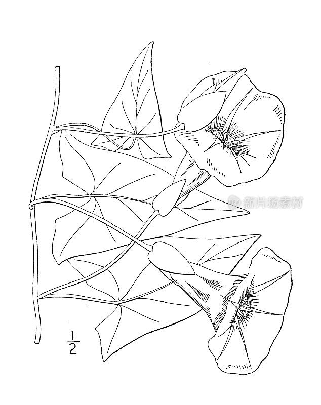 古植物学植物插图:旋花、大旋花