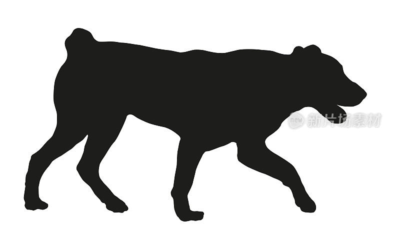 散步中亚牧羊犬小狗。黑狗轮廓。Alabai或aziat。宠物的动物。孤立在白色背景上。