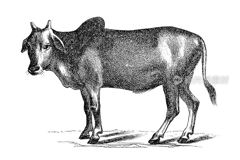 印度驼背牛或瘤牛