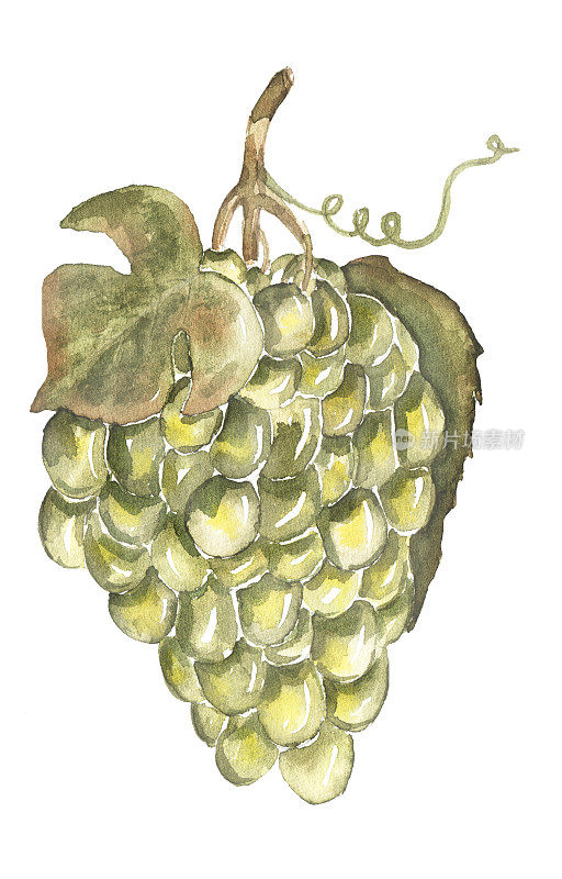 一串串绿葡萄的水彩画插图。手绘植物设计元素