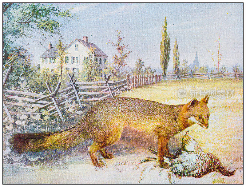古色古香的自然色彩形象:美国灰狐