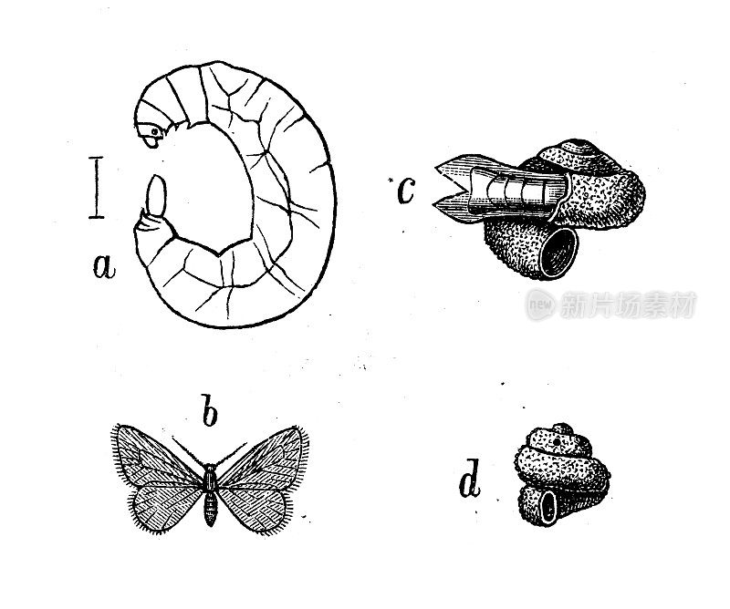 古代生物动物学图像:普赛克螺旋