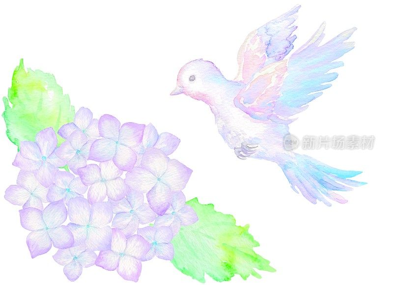 一只色彩鲜艳的小鸟试图降落在绣球花上。