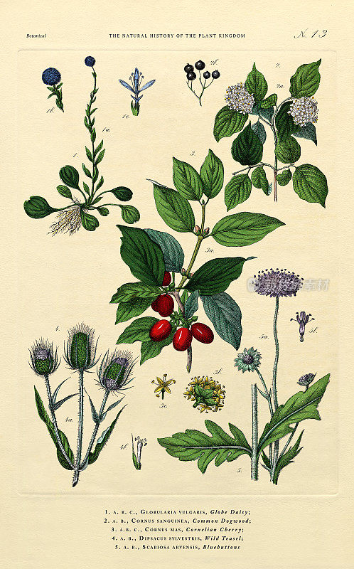 植物王国的历史，维多利亚植物插图，第13版，大约1853年