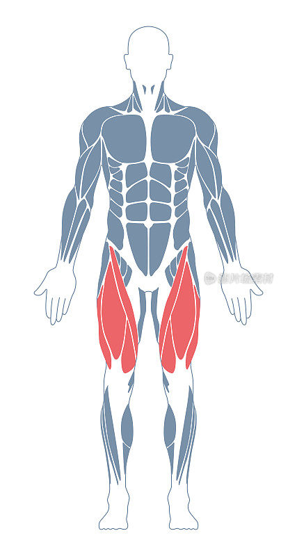 肌肉系统。人类的身体。男性解剖学。运动健身训练健身房锻炼矢量插图。前视图。腿部肌肉