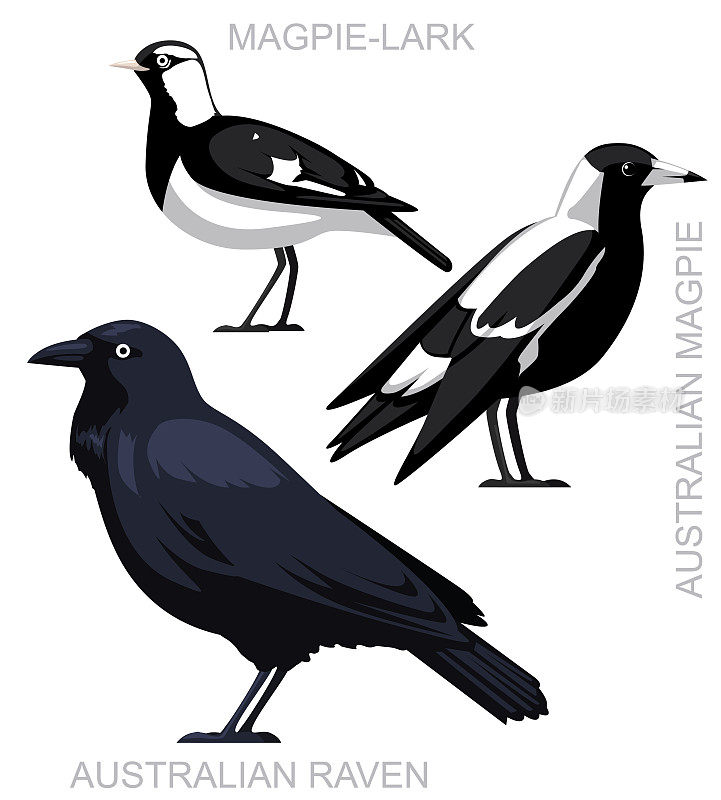 可爱的鸟澳大利亚喜鹊乌鸦云雀集卡通矢量