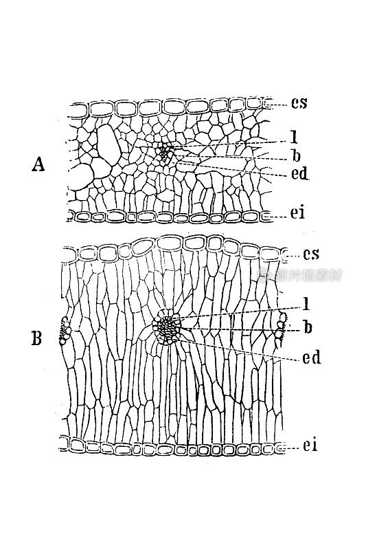三叶草叶片的横截面