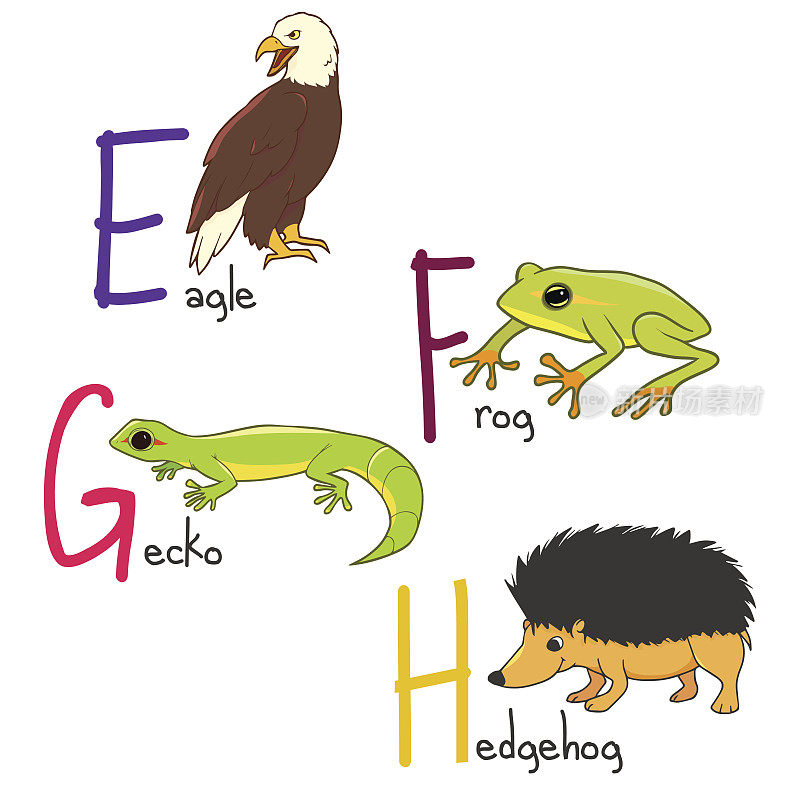 文字动物的插图-鹰，青蛙，壁虎