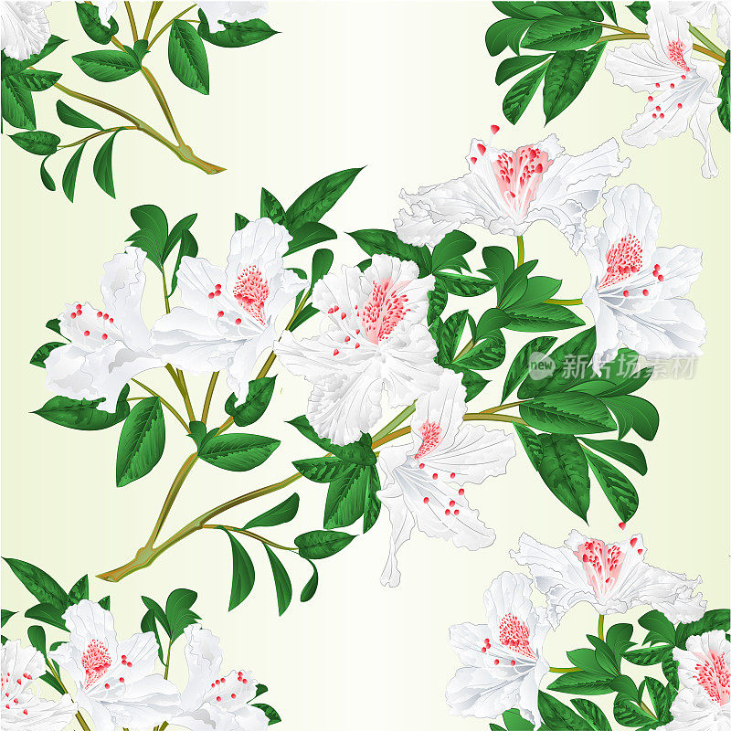 无缝纹理白色杜鹃花嫩枝与花和叶复古矢量插图可编辑