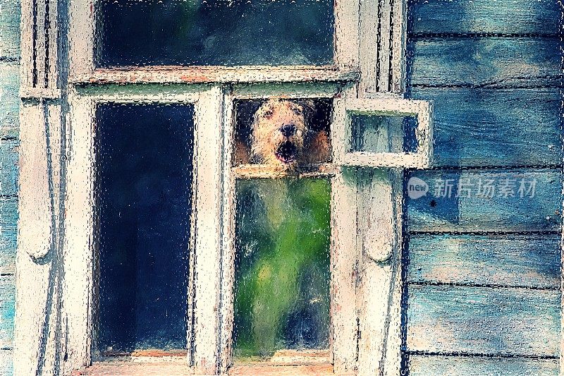 水下毛茸茸的家狗在一个带泡泡的木头房子的窗户上吠叫