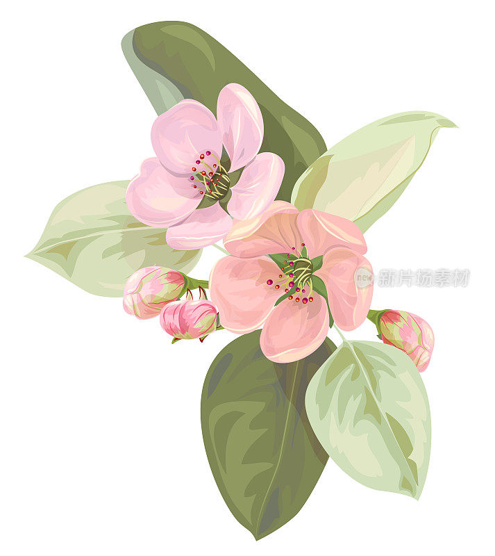 春天开花(开花)，树枝上有粉红色的苹果树花特写。花束轻花，花蕾，绿叶，白色底色。数字绘制插图在水彩风格的设计，矢量